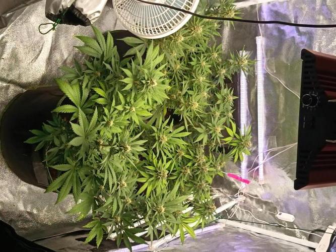 The begening 100w teuto led. Week 0