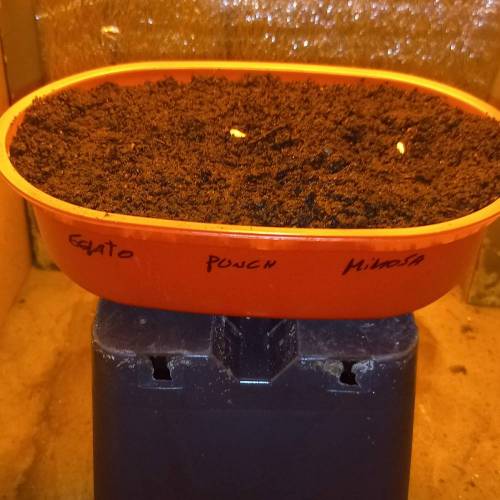 Smoking Mimosa cake auto. Week 0