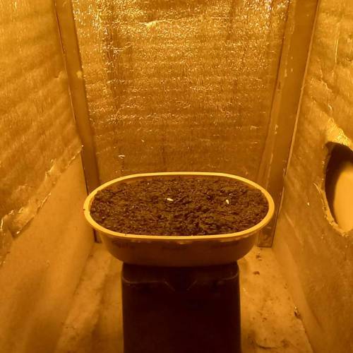 Smoking Mimosa cake auto. Week 0