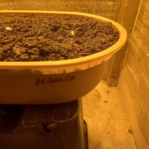 Smoking Mimosa cake auto. Week 0