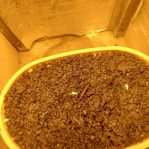 Smoking Mimosa cake auto. Week 0