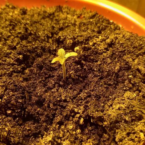 Smoking Mimosa cake auto. Week 1