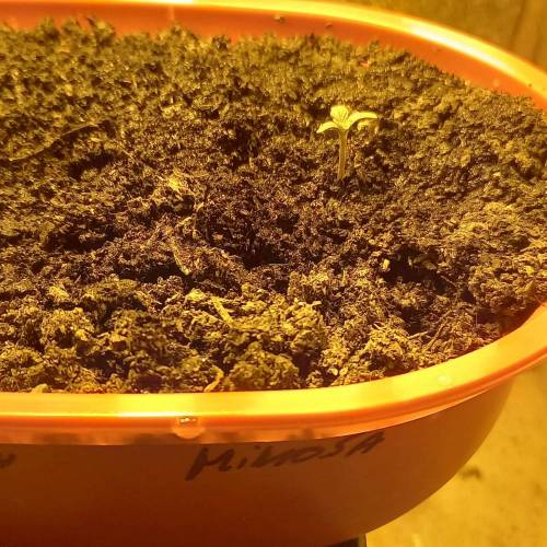 Smoking Mimosa cake auto. Week 1