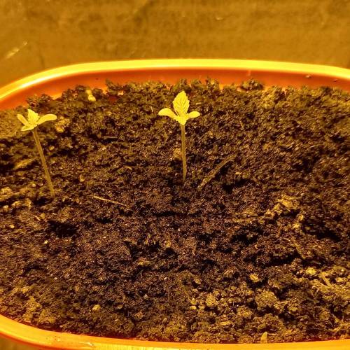 Smoking Mimosa cake auto. Week 1