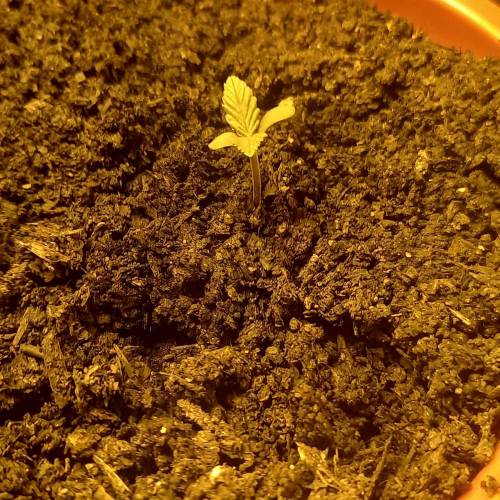 Smoking Mimosa cake auto. Week 1