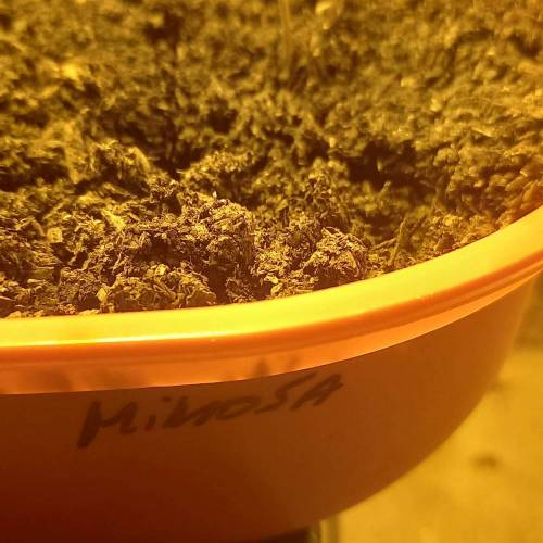 Smoking Mimosa cake auto. Week 1