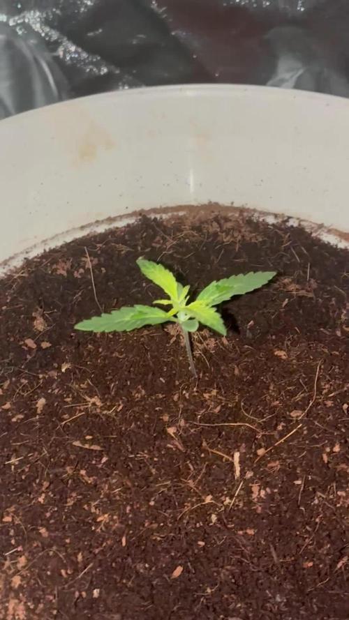 First run Auto Gorilla Z Fastbuds