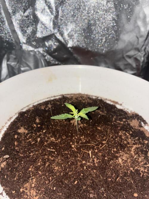 First run Auto Gorilla Z Fastbuds. Week 2