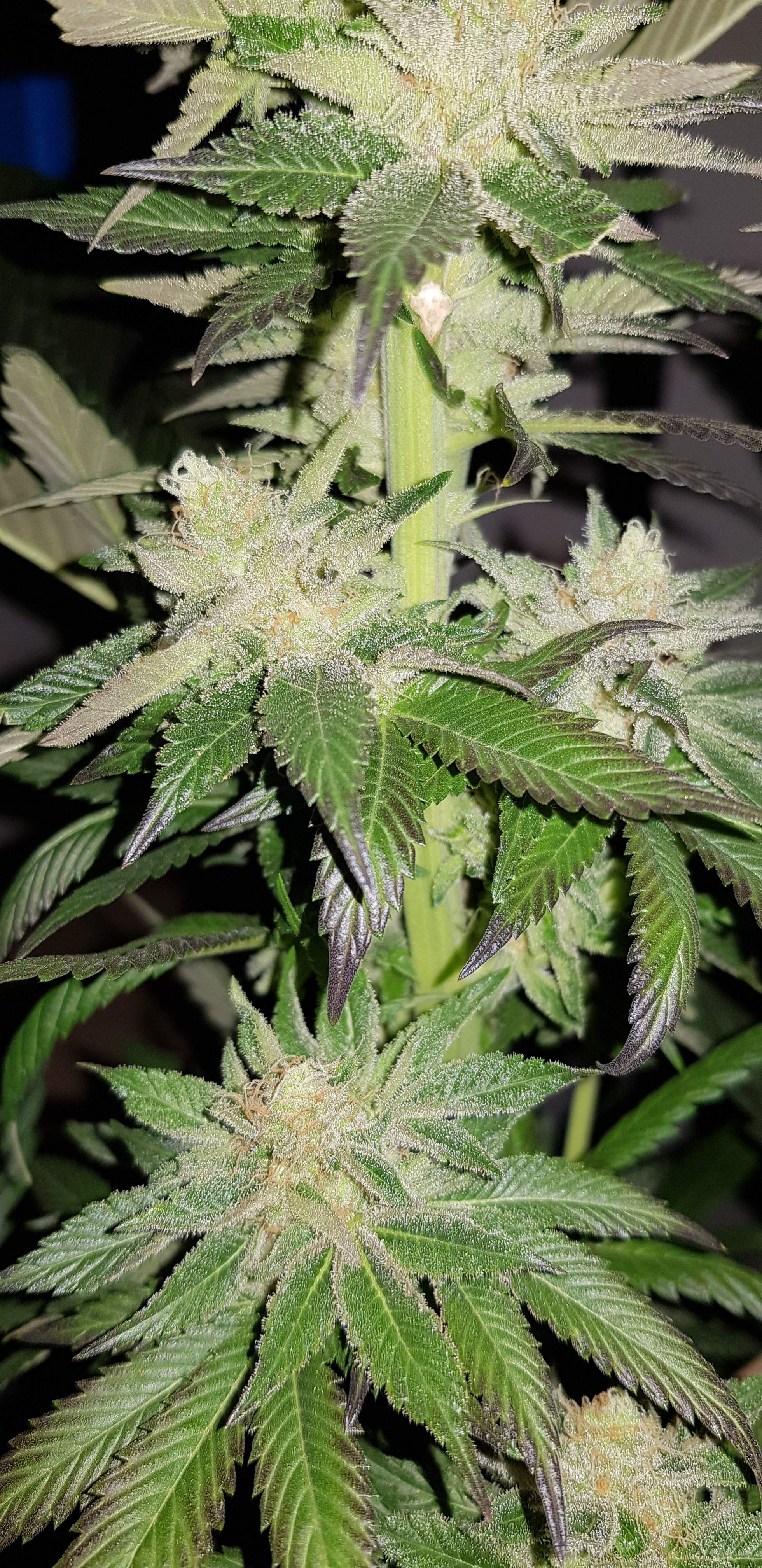 ETHOS Orange Kush Cake , ETHOS Cherry Garseeya R1