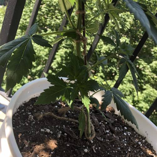 Outdoor Girl Scout Cookies Autoflower. Week 5