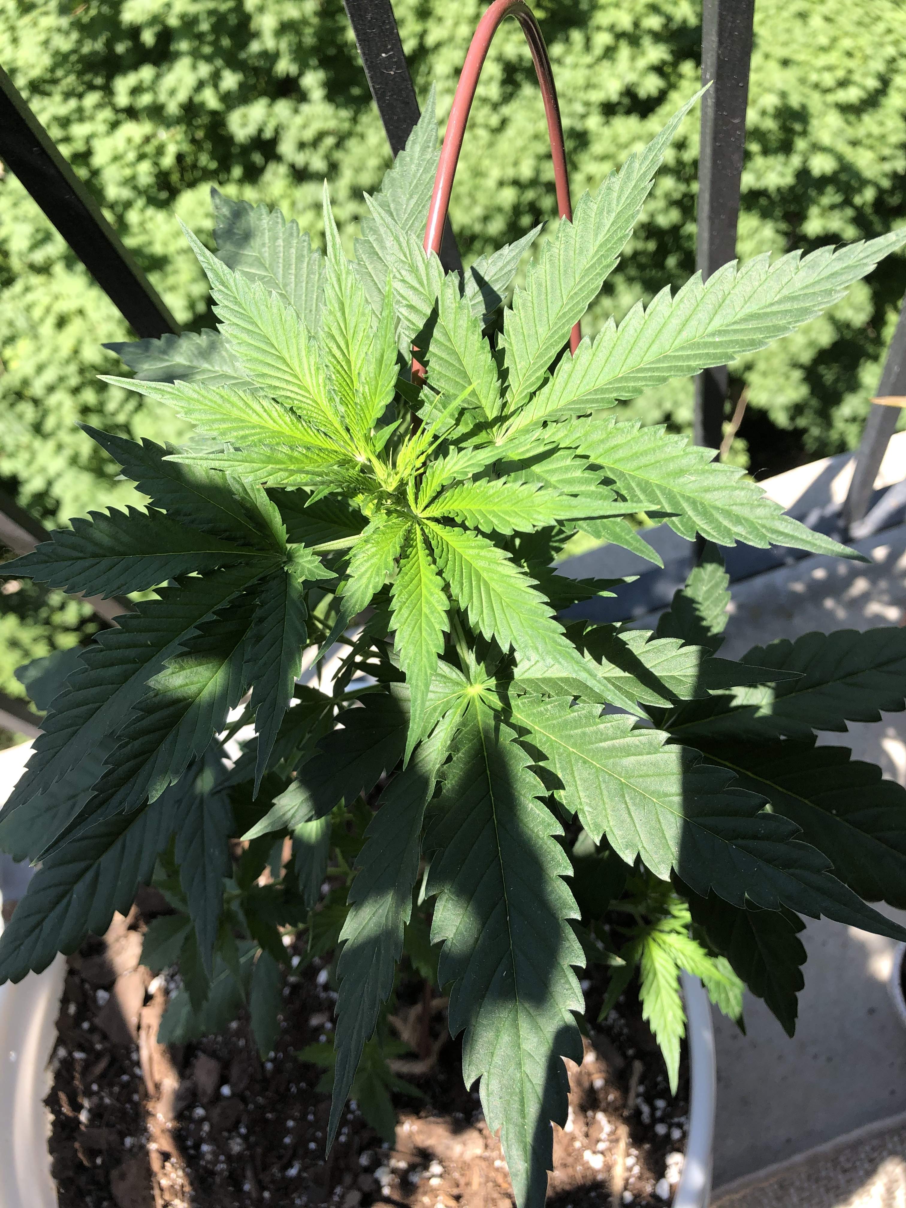 Autoflower Girl Scout Cookies Grow Diary journal Week5 By AliG1