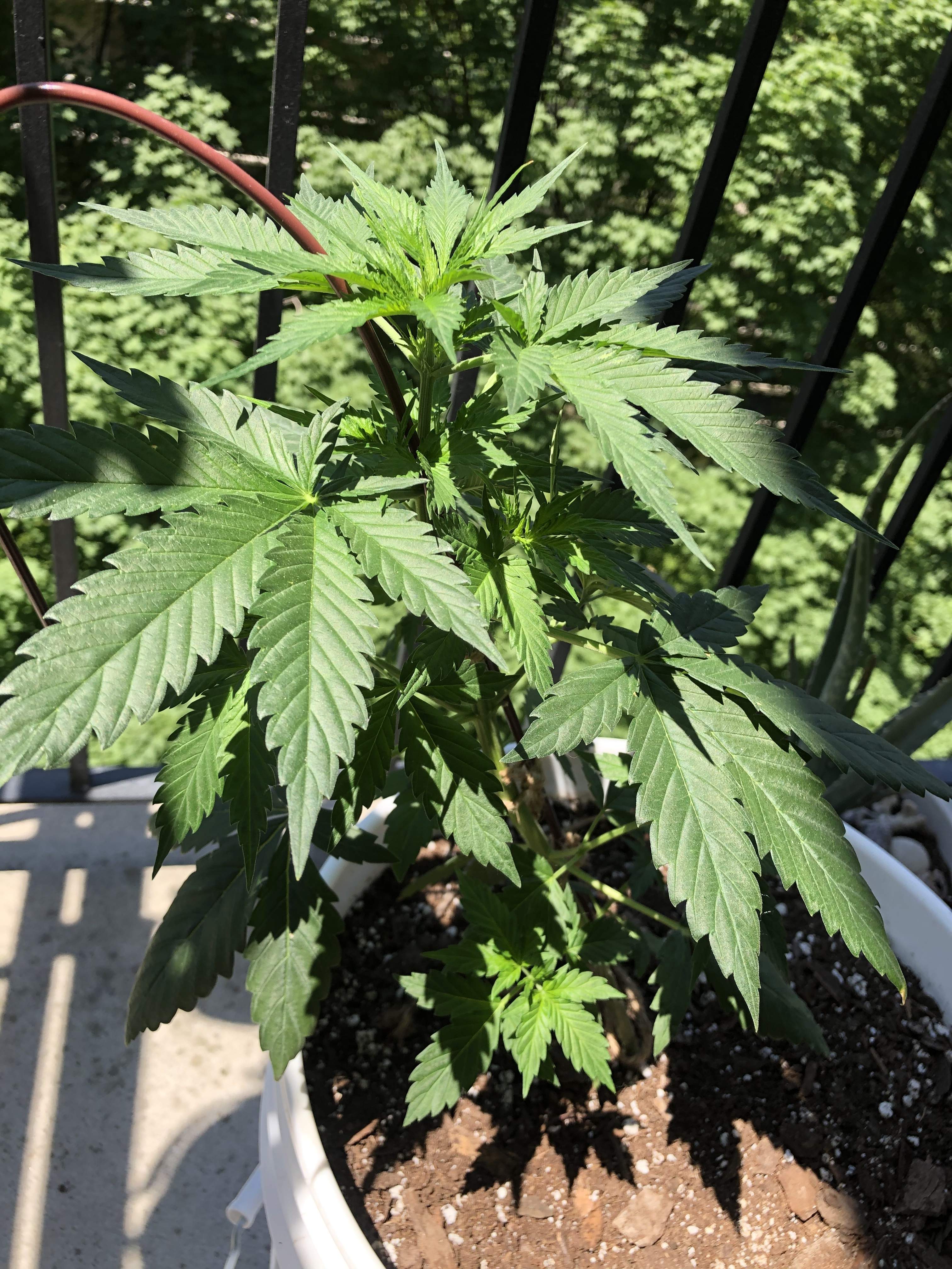 Autoflower Girl Scout cookies grow diary (journal) week5 by AliG1