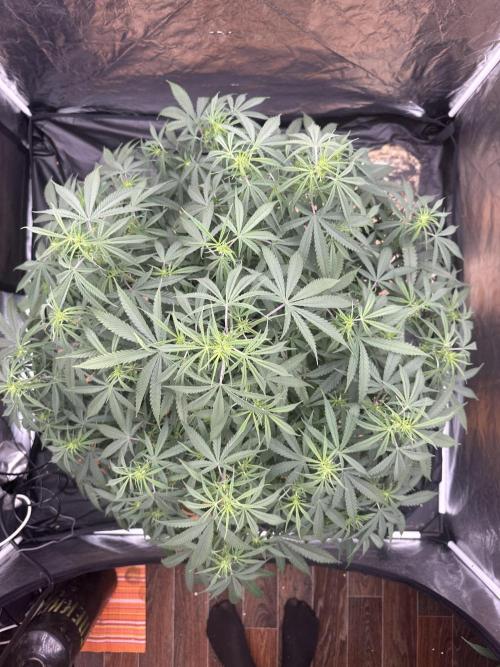 My first report 😊. Week 8