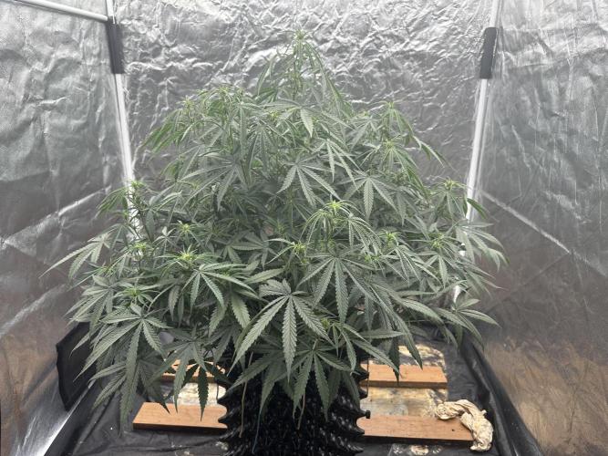 My first report 😊. Week 8