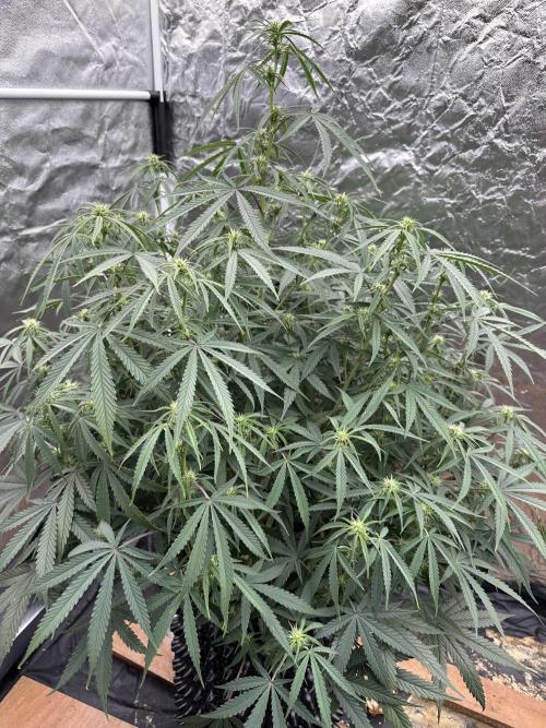 My first report 😊. Week 9