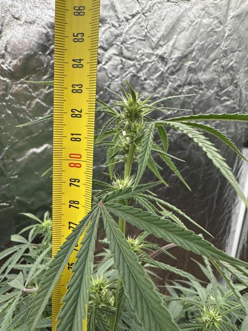 My first report 😊. Week 9