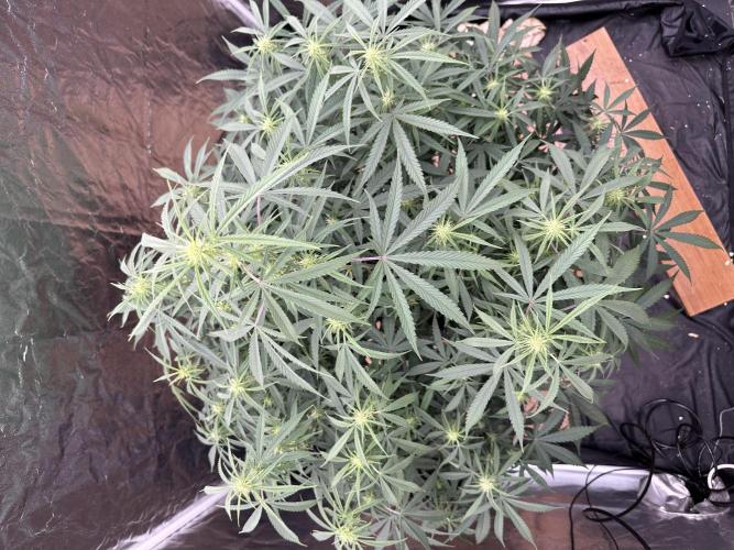 My first report 😊. Week 9