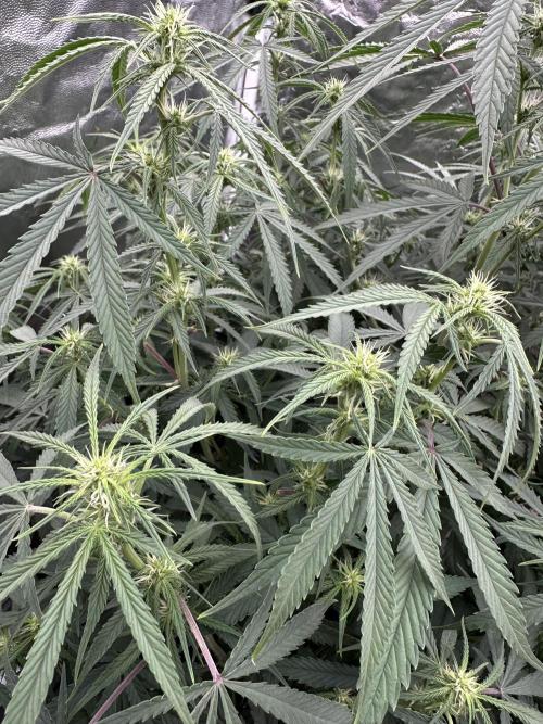 My first report 😊. Week 9