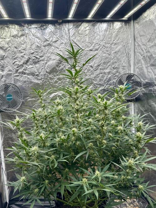 My first report 😊. Week 10