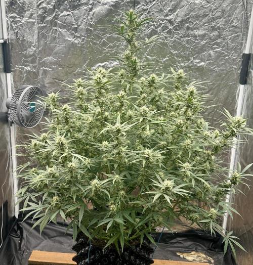 Rocket launcher 🚀🚀🚀. Week 11