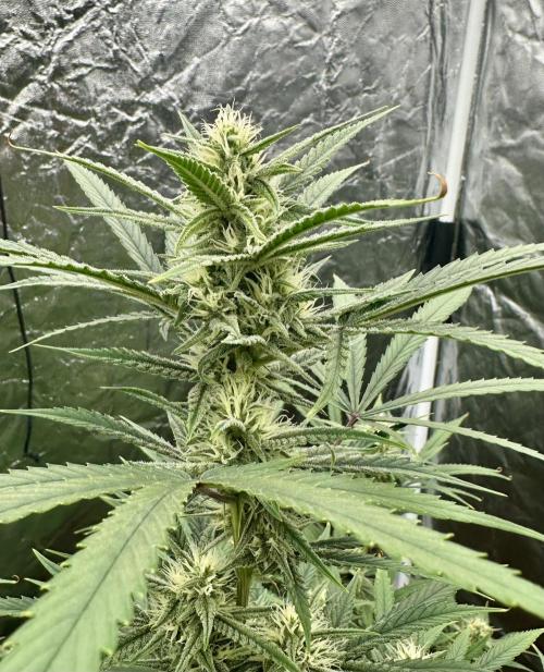 Rocket launcher 🚀🚀🚀. Week 11