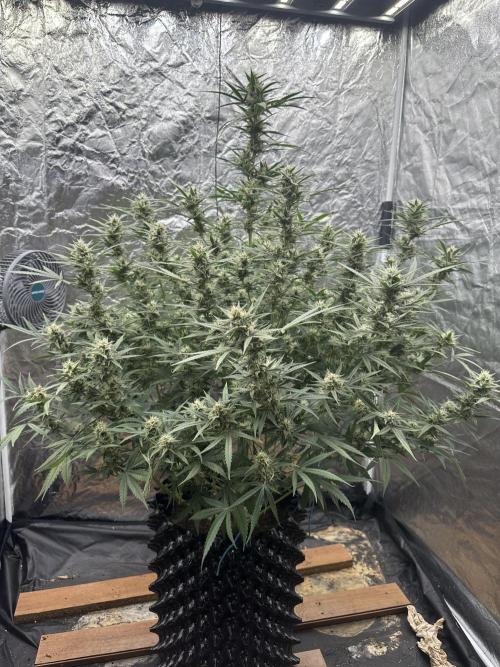 Rocket launcher 🚀🚀🚀. Week 12