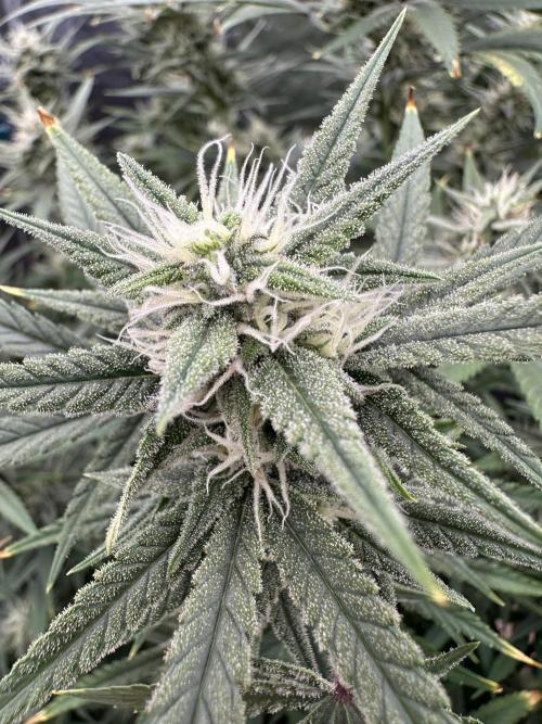 Rocket launcher 🚀🚀🚀. Week 12