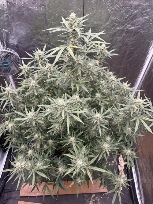 Rocket launcher 🚀🚀🚀. Week 12