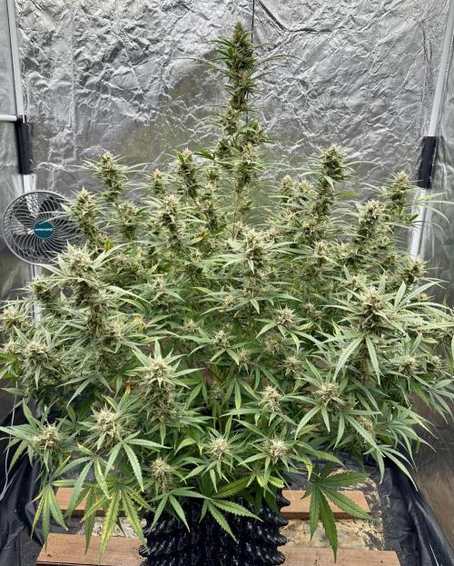 Rocket launcher 🚀🚀🚀. Week 13