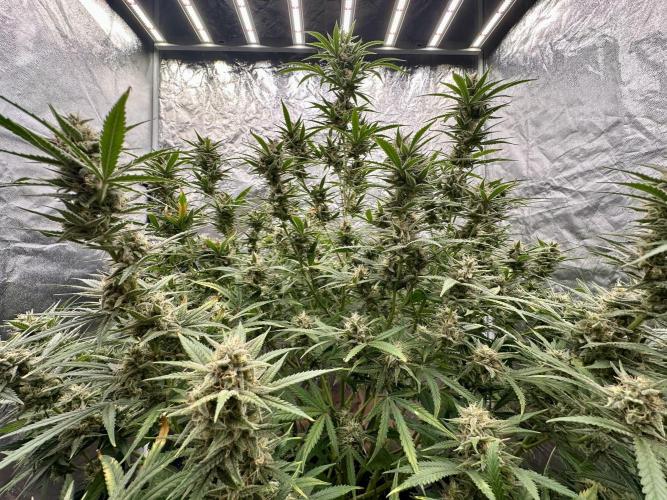 Rocket launcher 🚀🚀🚀. Week 13