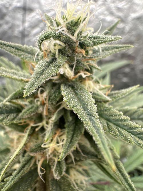 Rocket launcher 🚀🚀🚀. Week 13