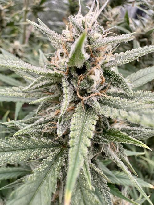 Rocket launcher 🚀🚀🚀. Week 13