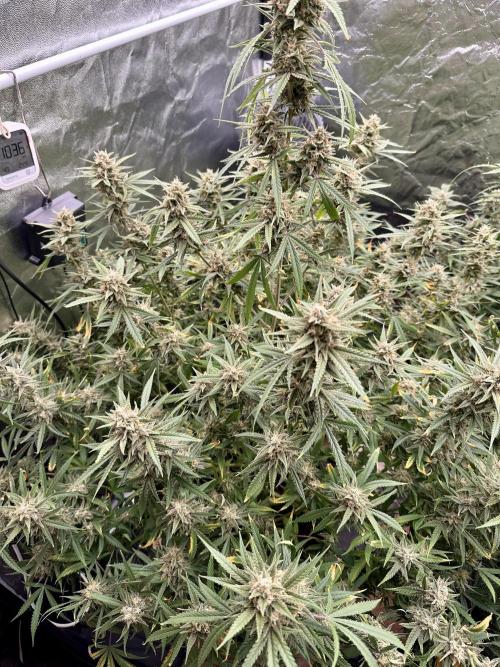 Rocket launcher 🚀🚀🚀. Week 14