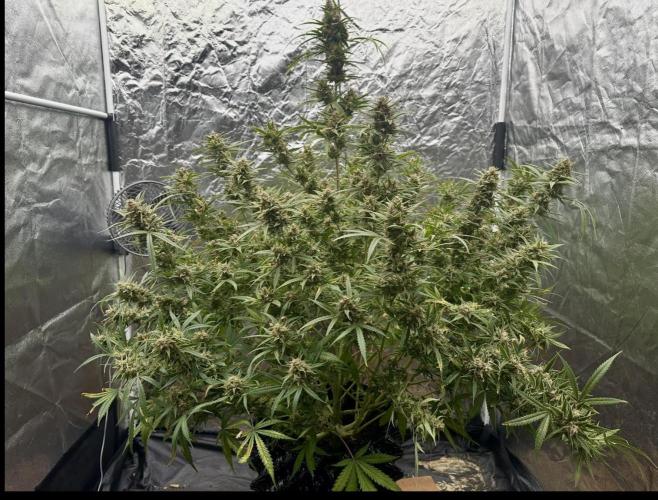 Rocket launcher 🚀🚀🚀. Week 15