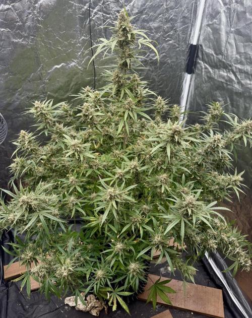 Rocket launcher 🚀🚀🚀. Week 15