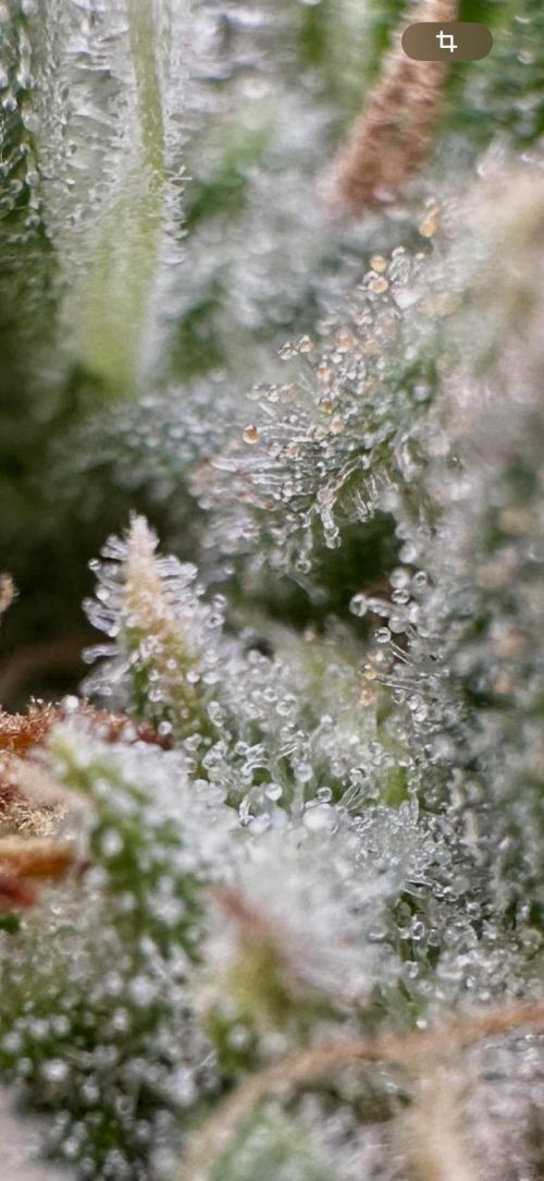 Rocket launcher 🚀🚀🚀. Week 15