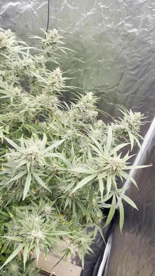 Rocket launcher 🚀🚀🚀