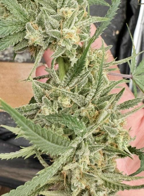 Rocket launcher 🚀🚀🚀. Week 16