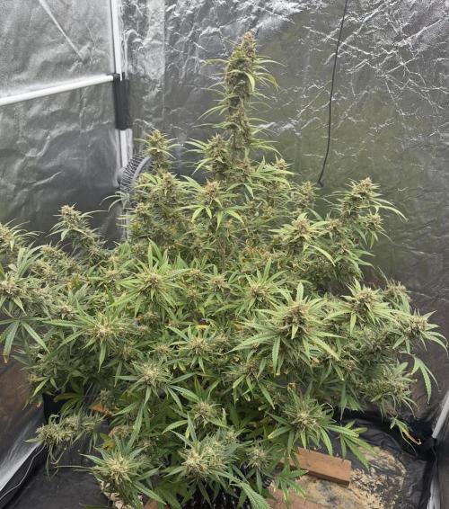 Rocket launcher 🚀🚀🚀. Week 16