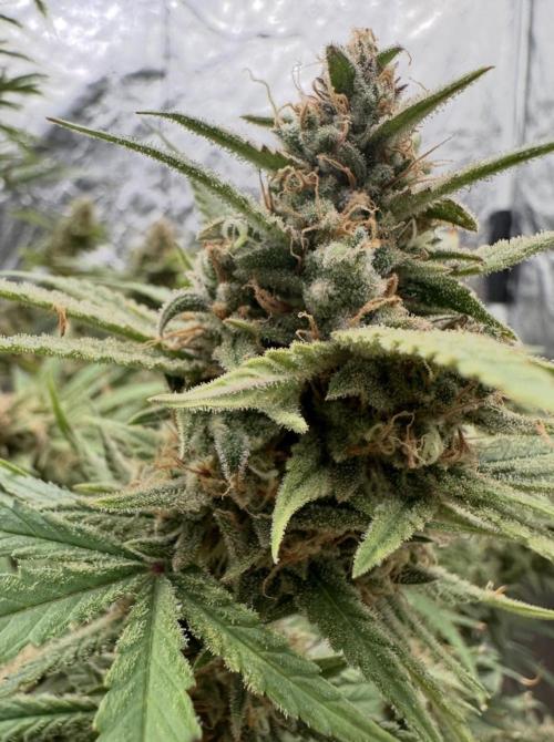 Rocket launcher 🚀🚀🚀. Week 16