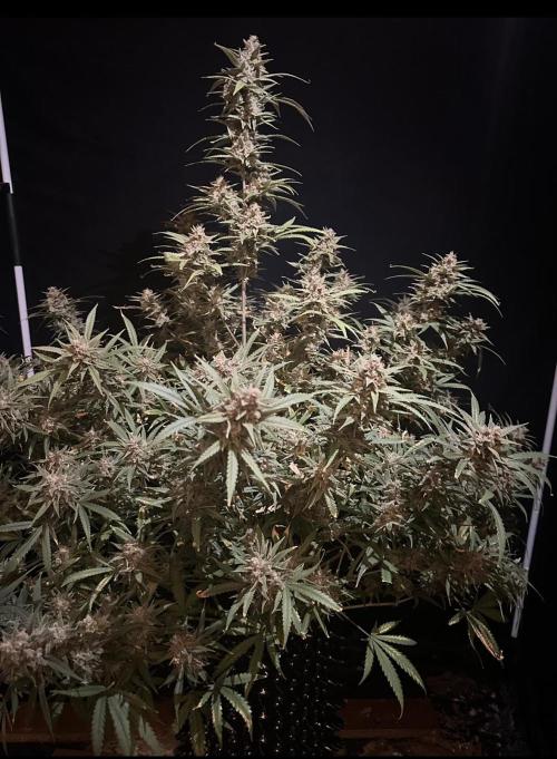 Rocket launcher 🚀🚀🚀. Week 16