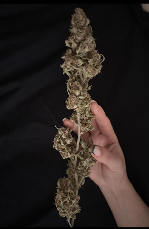 My RECORD is in COCO. Week 17