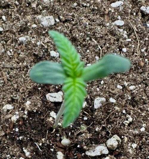 Trying Photoperiod. Week 1