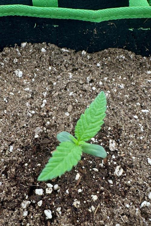 Trying Photoperiod. Week 1