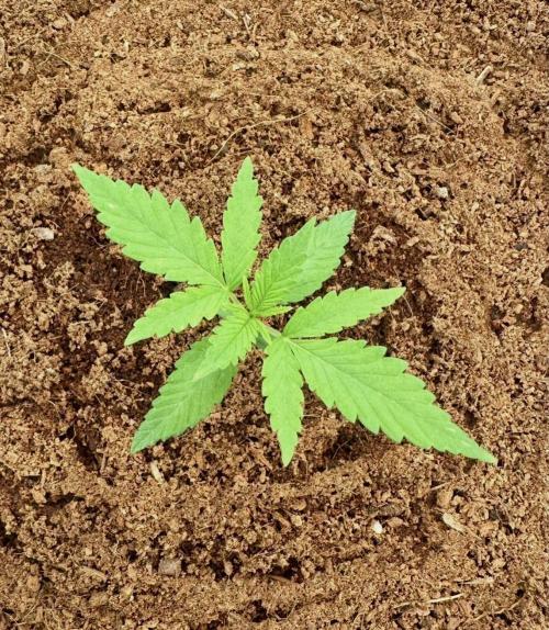 Trying Photoperiod. Week 2