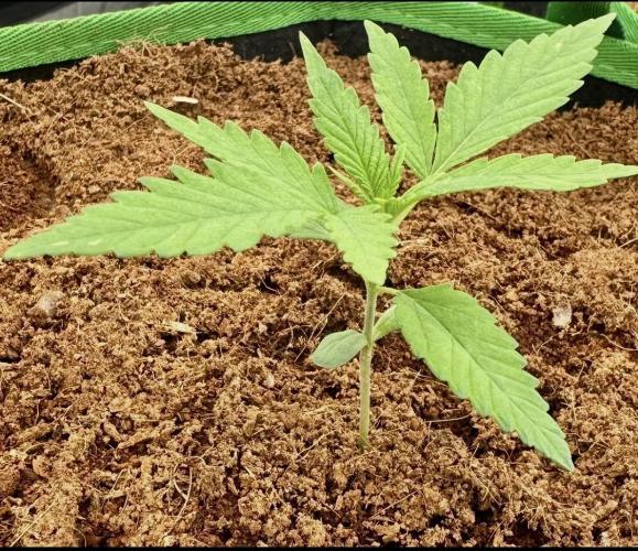 Trying Photoperiod. Week 2