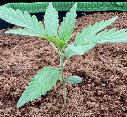 Trying Photoperiod. Week 2