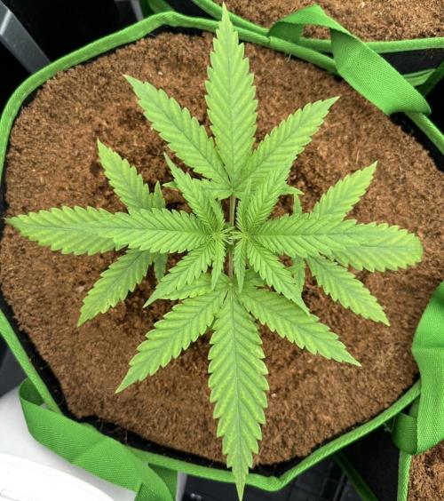 Trying Photoperiod. Week 3