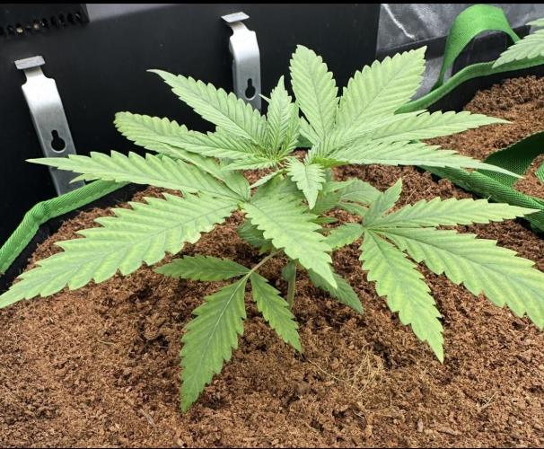 Trying Photoperiod. Week 3