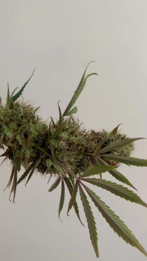 Organic Runtz Auto Drip 💧
